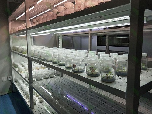 宁江植物组织培养实验室设计建设方案